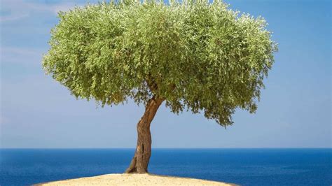 UNESCO Board Endorses 'World Olive Tree Day' - Olive Oil Times