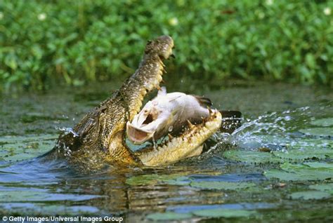 Saltwater crocodiles on the rise in Western Australia | Daily Mail Online