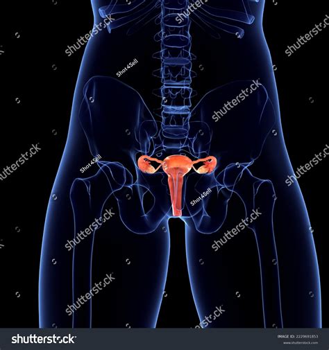 Diagram Of Where Ovaries Are Located