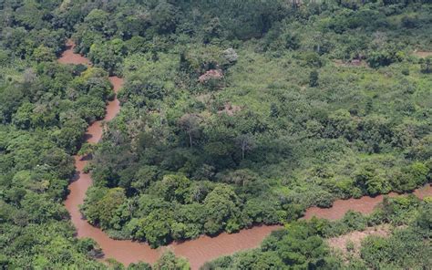 Explore the Enchanting Beauty of congo snake tree photo