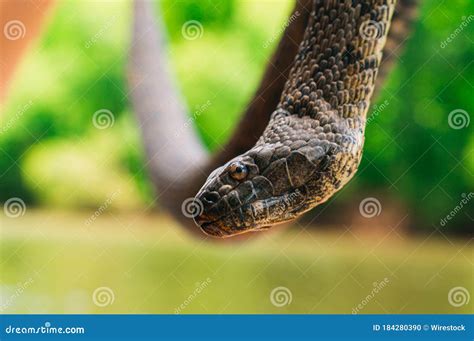 Closeup Shot of a Non-venomous Brown Water Snake Stock Photo - Image of ...