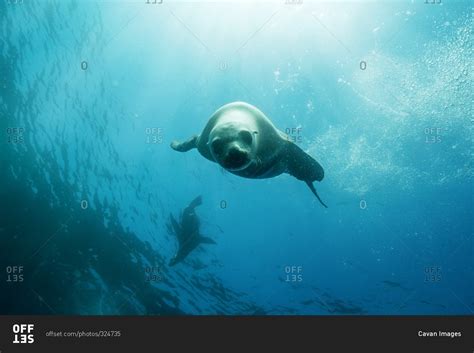 Seal swimming underwater in a blue sea stock photo - OFFSET