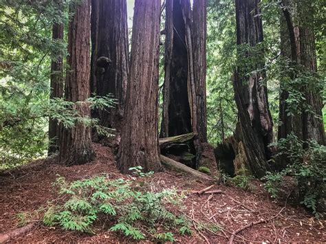 Big Basin Hiking - How to Enjoy an Amazing Redwood Trail