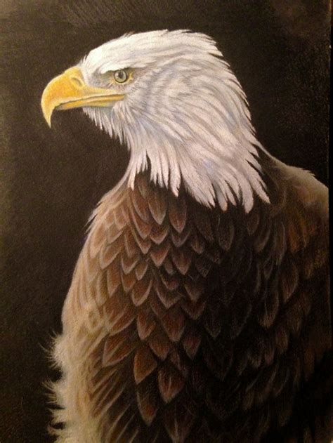 Bald Eagle Portrait