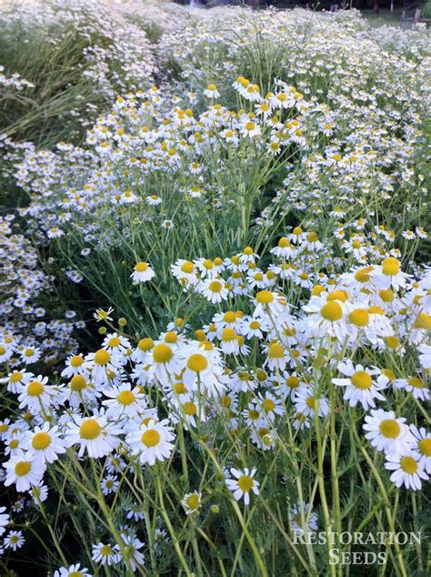 German chamomile | Plant breeding, Chamomile growing, Chamomiles