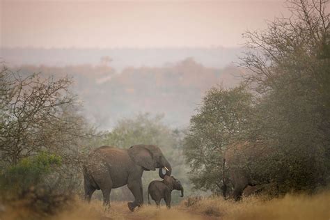 Motswari Safari Lodge | Kruger National Park | Sabi Sands Lodges