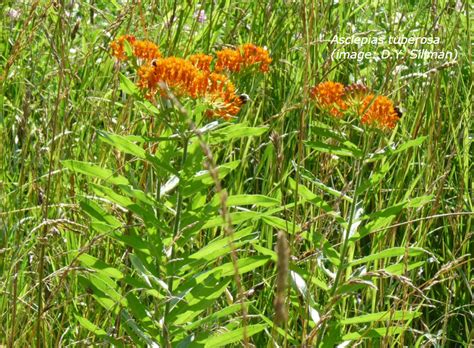 Butterfly weed | Flowering Plants of Harrison Hills Park