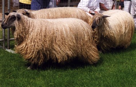 Wensleydale - Heritage Sheep Reproduction