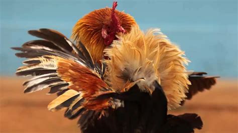 Sabong Breeds: Discovering the Variety and History of Roasters for Cockfighting | by Jiliasiapro ...