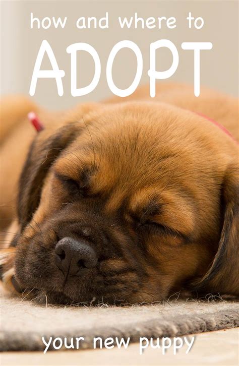 How To Adopt A Puppy From A Shelter - The Happy Puppy Site