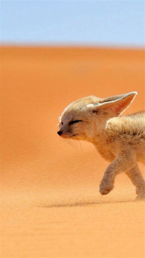 Fennec fox cub - backiee