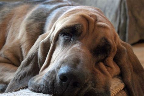 Bloodhounds, the old souls of the dog world. The Bloodhound Gang, Bloodhound Puppies, Basset Dog ...