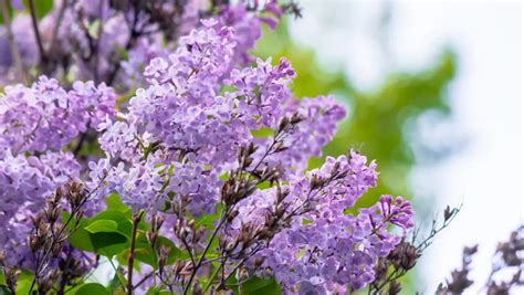 Lilac Shrub: Everything About The Lilac Bush - Theyardable