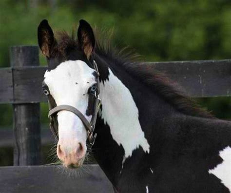 8 best Appaloosa Friesian images on Pinterest | Appaloosa, Appaloosa horses and Friesian