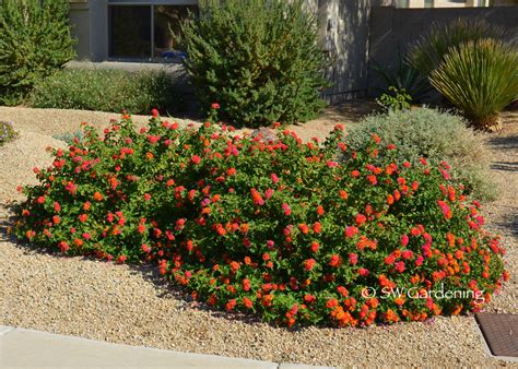 Plant of the Month: 5 Plants That Can Take the Southwest Heat - Water Use It Wisely