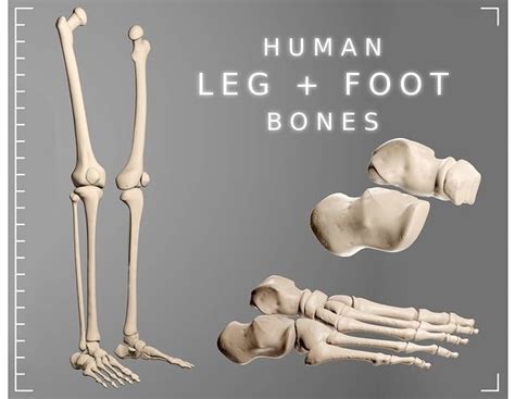 Human Leg Bones 3D model | CGTrader