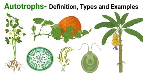 Autotrophs- Definition, Types and 4 Examples in 2021 | Trophic level, Carbon cycle, Nitrogen ...