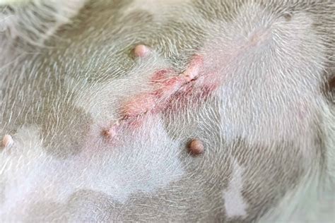 What Should a Spay Incision Look Like? - All You Need to Know