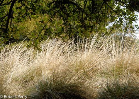 Deer grass - Waterwise Garden Planner