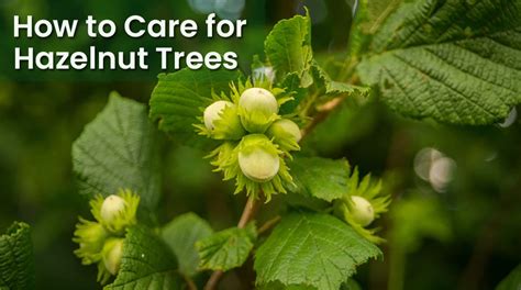 Hazelnut (Filbert) Tree Care – How To Start Caring For Hazelnut Trees ...