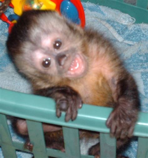 Black Cap Capuchin infant | Pet monkey, Capuchin monkey, Capuchin monkey pet