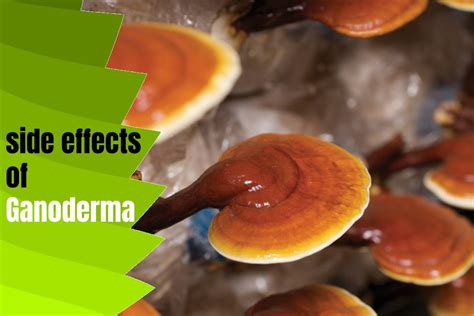 Scientific Knowledge Of Ganoderma Mushroom Coffee - Pros And Cons