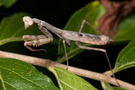 The Carolina Mantis: State Insect of South Carolina - Owlcation