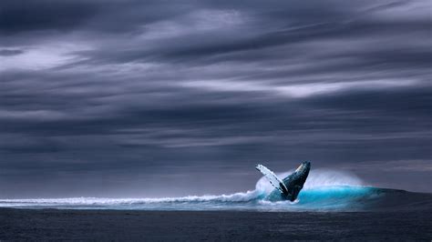 Blue Whale Wallpaper (60+ images)