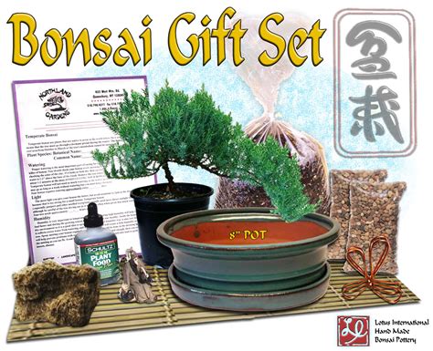 DIY - Bonsai Gift Set #2 - w/ 8" Pot