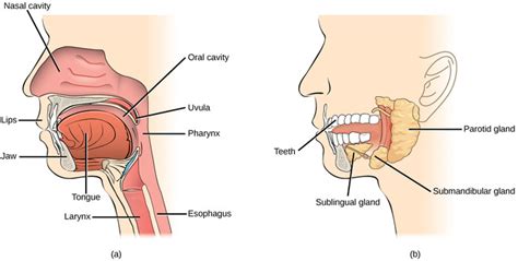 What Mechanical and Chemical Digestion Occurs in the Oral Cavity ...