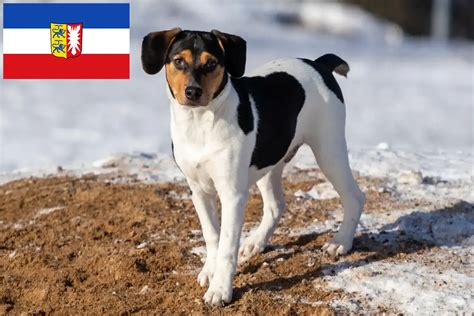 Danish-Swedish Farmdog breeders and puppies in Schleswig-Holstein ...