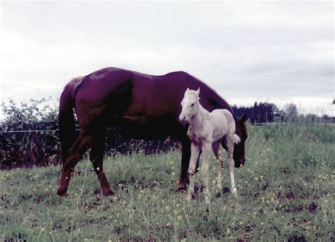 Old Bits: Newborn Foal Care - Articles - The Northwest Horse Source