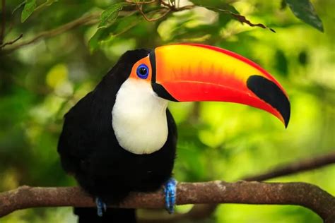 17 Fascinating Amazon Rainforest Birds • I Heart Brazil