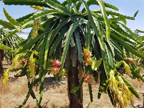 Pitaya Fruta Mexicana