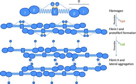 Fibrin Structure