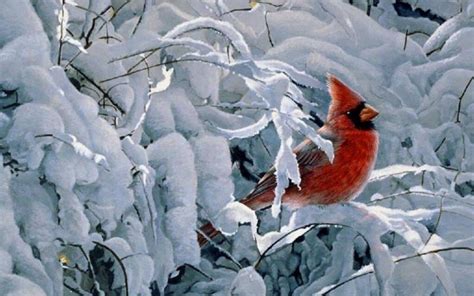 Cardinal in Snow Wallpapers - Top Free Cardinal in Snow Backgrounds - WallpaperAccess