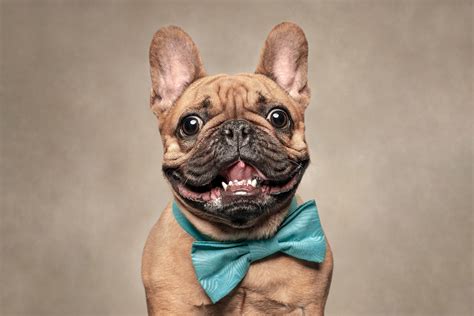 Photographer Captures Dogs Displaying Human Expressions | Fstoppers