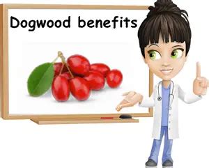 Properties and Benefits of Dogwood - NatureWord