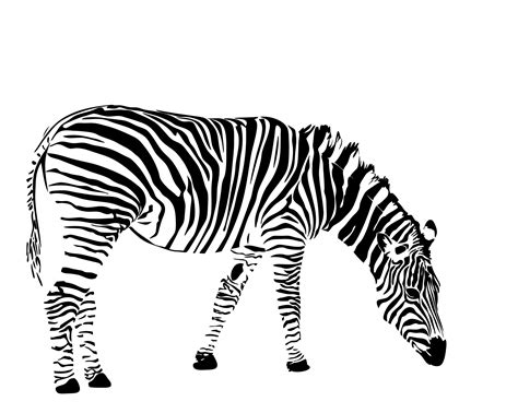 Zebra Free Stock Photo - Public Domain Pictures