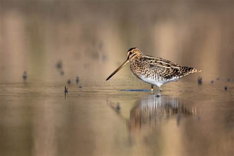 Common Snipe Bird Gallinago Gallinago in the Lake Swamp Search Food ...