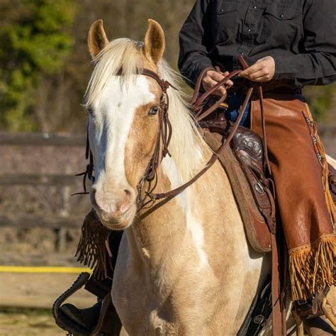 200+ French Horse Names: Classic, Modern, and Fancy Choices