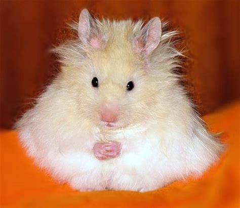 Teddy Bear Syrian Hamster | Funny hamsters, Cute hamsters, Hamster breeds