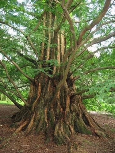 Metasequoia - Alberi Conifere