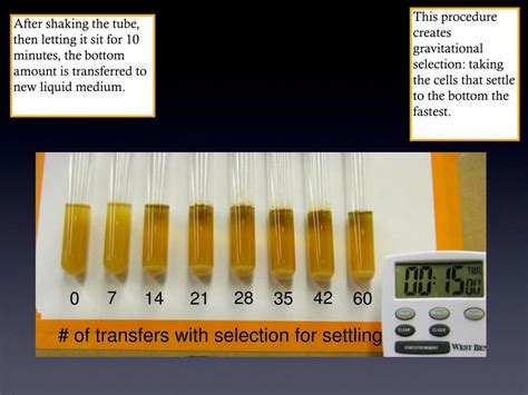 PPT - The Evolution of Multicellularity PowerPoint Presentation, free download - ID:5736180