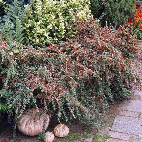 Cranberry Cotoneaster (1 Gallon) - This true multipurpose shrub displa – Online Orchards