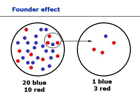 Founder Effect - DragonflyIssuesInEvolution13 Wiki