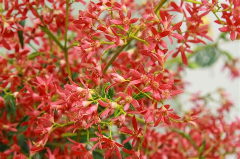 NSW Christmas Bush - Ceratopetalum gummiferum | Australian christmas, Christmas, Plants