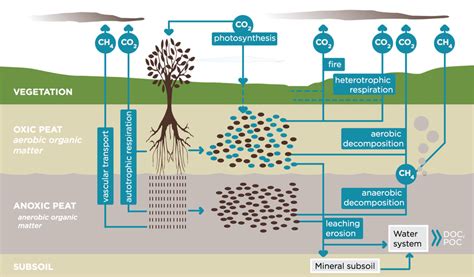 6: The peatland carbon cycle: atmospheric CO 2 is incorporated via... | Download Scientific Diagram