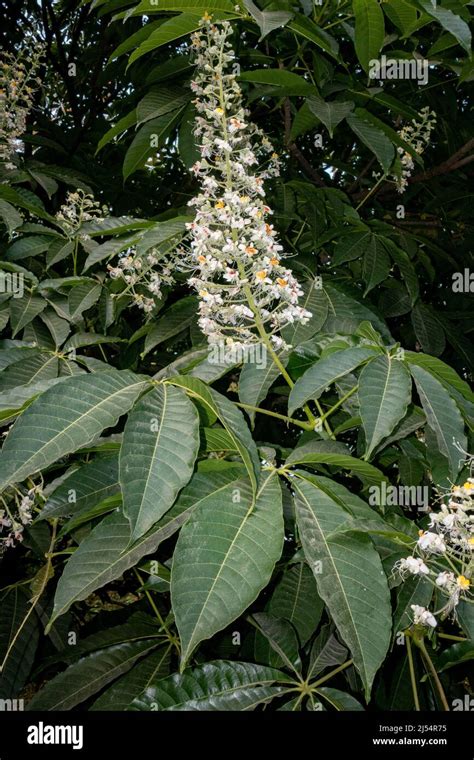 Close up shot of leaves and flowers of horse chestnut, Aesculus species ...