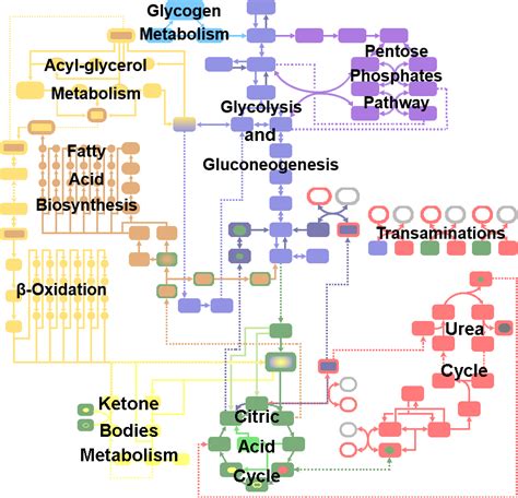 Metabolic Pathways